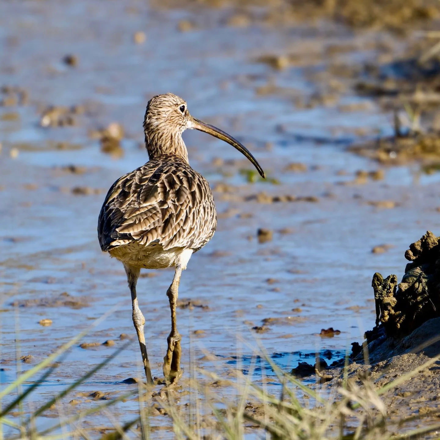 Out for a stroll&hellip;
.
.
600mm 1/800s f/7.1 ISO400
.
.
#curlew #curlewaction #numeniusarquata