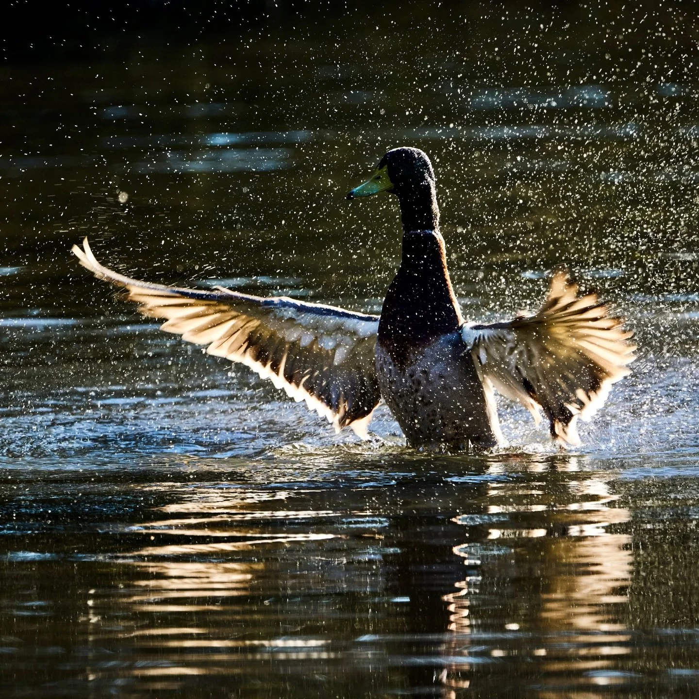 So I got inspired by @andyparkinsonphoto to experiment more with backlighting. 
.
What an amazing photographer he is.
.
How did I do Andy&hellip;?
.
.
600mm 1/4000s f/7.1 ISO640
.
.
#mallard #backlight