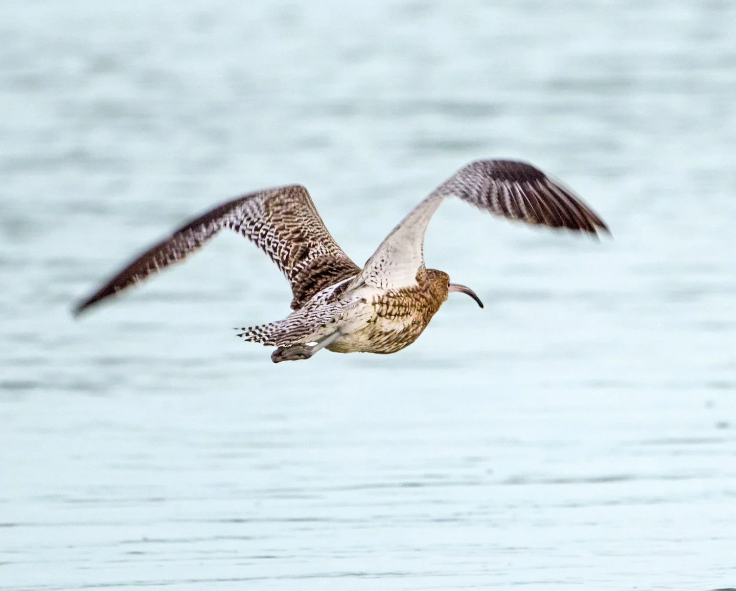 Numenius arquata&hellip;
.
.
600mm 1/800s f/6.3 ISO200
.
.
#curlew #wadingbirds #birdsinflight