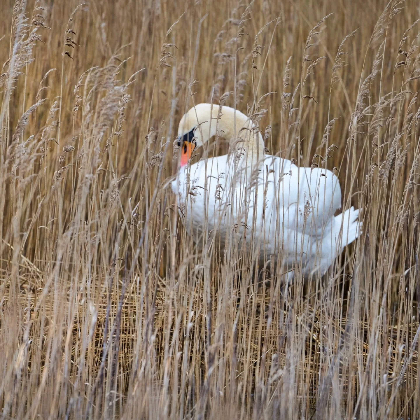 Self build&hellip;
.
.
600mm 1/800s f/7.1 ISO700
.
.
#swan #selfbuild #nesting