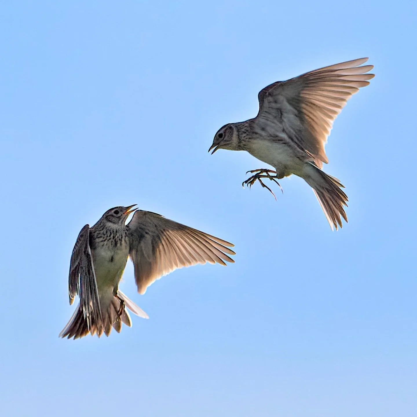 Lots of skylark testosterone on my local fields today. Spring is in the air&hellip;bit of a shame the shots were into the sun but hey I&rsquo;ll take them.
.
.
#skylark #springishere