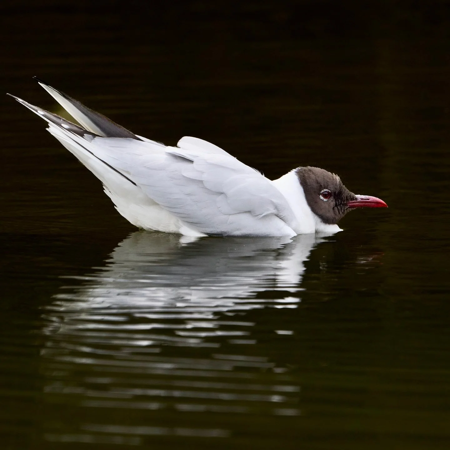Playing with light and exposure&hellip;
.
.
.
#blackheadedgull #gull #wildlifephotography #birds