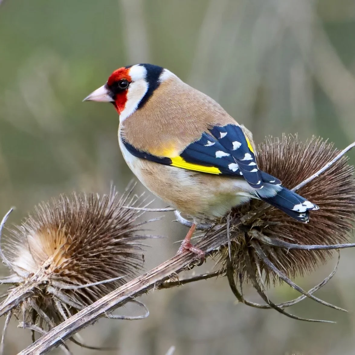 Love a teasel&hellip;
.
.
600mm 1/800s f/6.3 ISO640
.
.
#goldfinch #finch #wildlife #nature