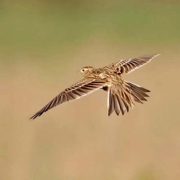 Up with the lark&hellip;
.
.
600mm 1/3200s f/6.3 ISO900
.
.
#skylark #birdsinflight #birds