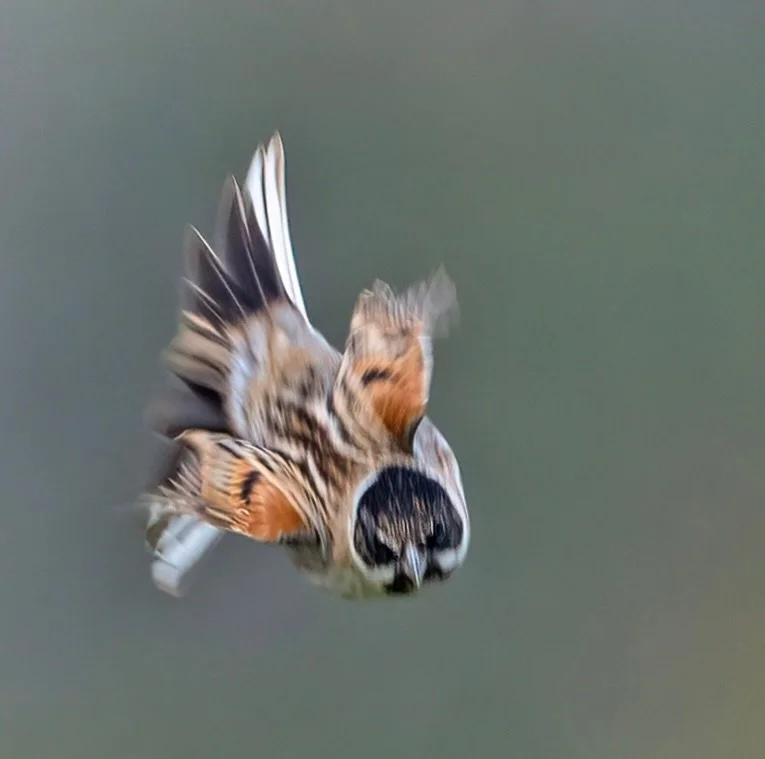 A very different view of a&hellip;? (Of course I know but do you?)
.
To be honest it was a happy accident. I was taking a shot  of this bird perched so I had my shutter speed relatively low, when it suddenly flew. Instinctively I followed it and this