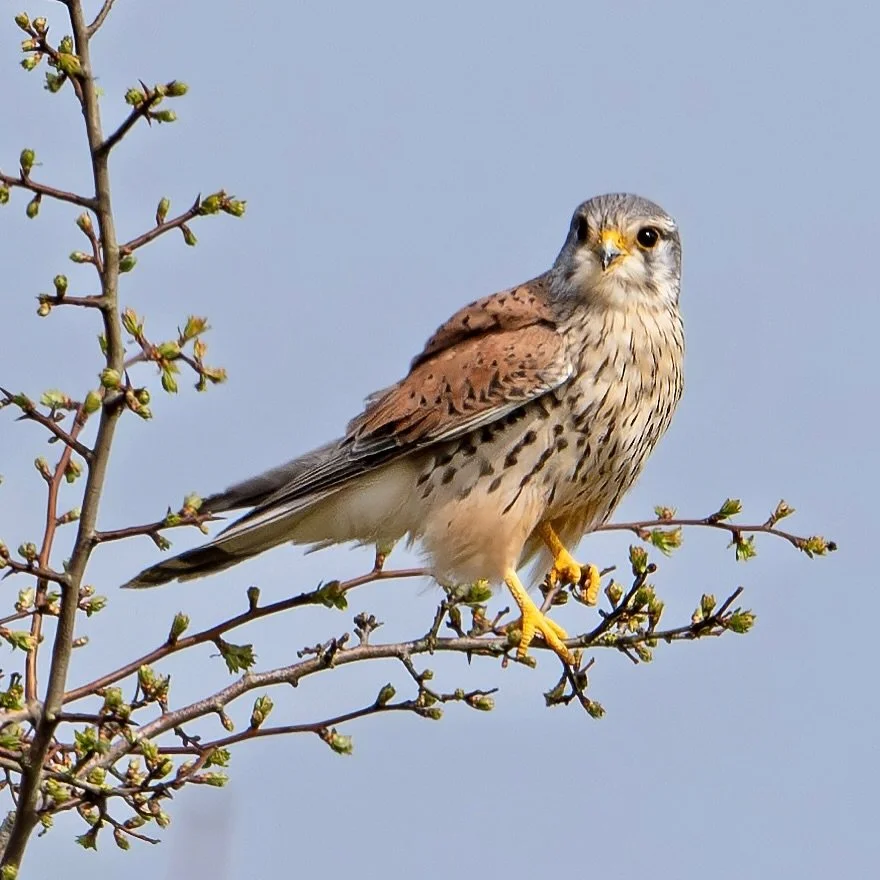 My favourite bird of prey&hellip;
.
.
600mm 1/800s f/8 ISO400
.
.
#kestrel #birdofprey #raptor