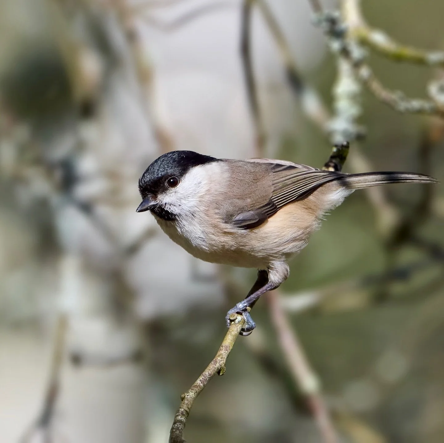 Spent a very happy time in the New Forest watching these beautiful little birds, haven&rsquo;t seen one for ages so it was an absolute joy&hellip;
.
.
#marshtit #songbird #newforest #birdpics