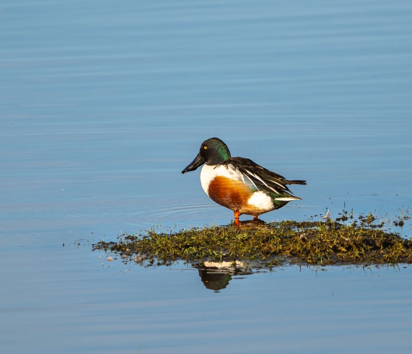 There&rsquo;s something about having your very own island&hellip;
.
.
600mm 1/800s f/8 ISO640
.
.
#shoveller #duck #waterbirds