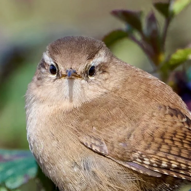 That&rsquo;s a Nikon Z600mm f/6.3 VR S super telephoto lens you&rsquo;re pointing at me, if I&rsquo;m not mistaken&hellip;
.
.
600mm 1/800s f/6.3 ISO1000
.
.
#wren #songbird #nikonz600mmf63