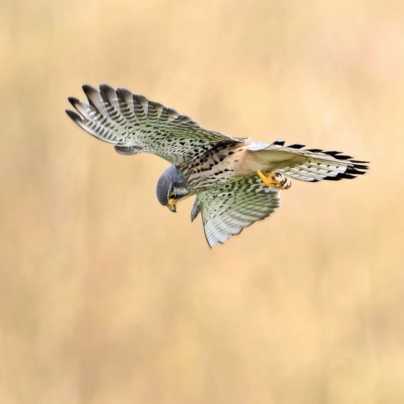 Dinner time&hellip;
.
.
600mm 1/1000s f7.1 ISO640
.
.
#kestrel #birdofprey #birdinflight