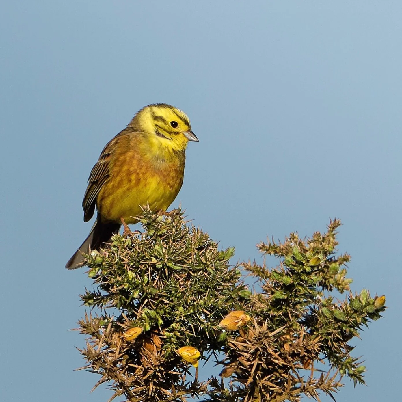 Did my first breeding bird survey of the year today at RSPB Medmerry, the first of five and the gorse and the scrub were just full of yellowhammers and linnets.
.
Started at sunrise, which this morning was stunning and recorded so many birds it was a