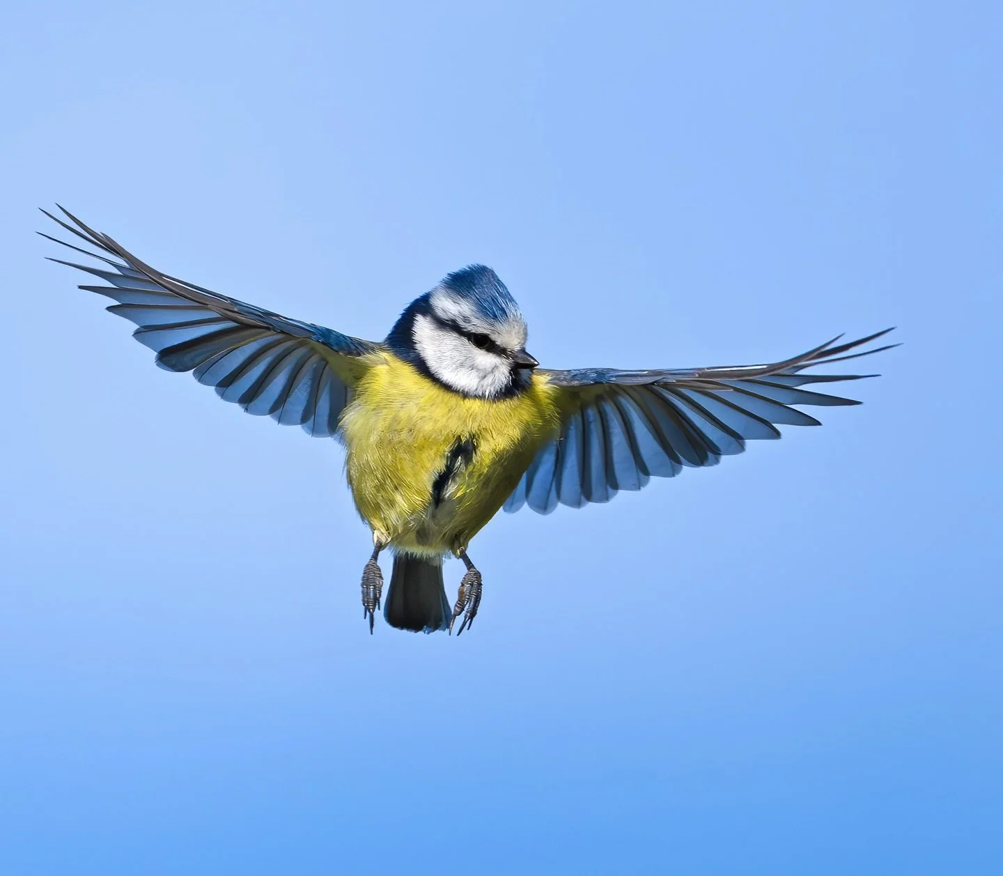 Kestrel impression&hellip;
.
.
#bluetit #songbird #birdsinflight
