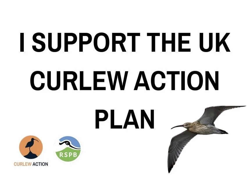 PLEASE READ THIS&hellip;Thanks
.
Please write to your MP and encourage them to join a drop-in session to mark World Curlew Day on 21st April, 3&ndash;4pm in Room O, Portcullis House.
.
The event will be supported by Curlew Action as they build suppor