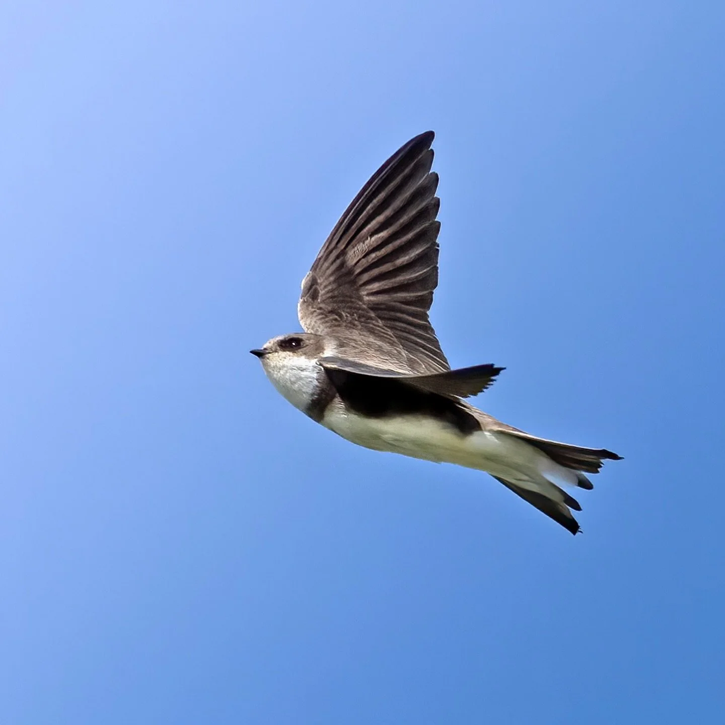 The sand martins are relentlessly busy at the moment, catching food on the wing, back and forth to their nests. Amazing to watch them work&hellip;
.
.
#sandmartin #hirundines #birdsinflight #arun
