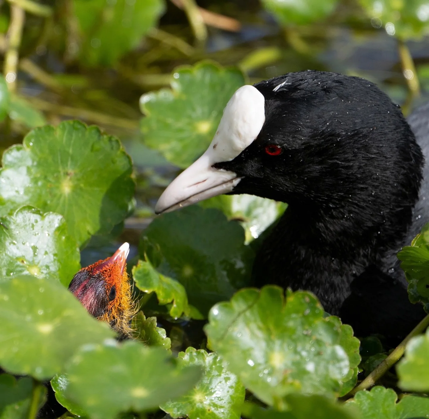 I promise, you won&rsquo;t look like that for long&hellip;
.
.
600mm 1/800s f/8 ISO1000
.
.
#coot #babybird #wwtarundel