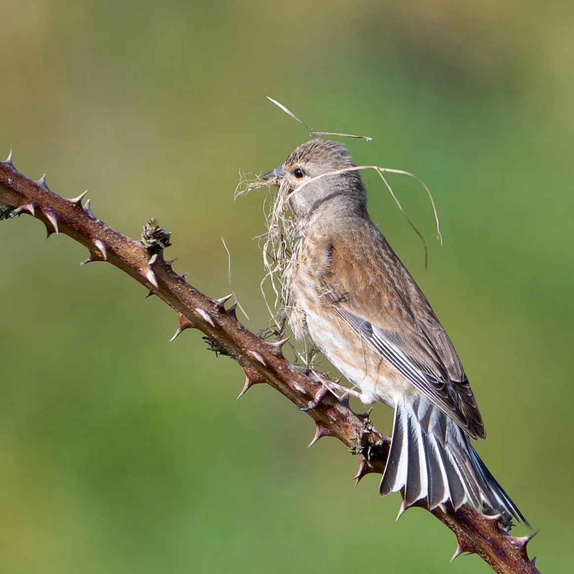 When you know you were meant to be doing something but just can&rsquo;t remember what it was&hellip;
.
Happens to me a lot 😂
.
600mm 1/800s f/8 ISO400
.
.
#linnet #songbird #housebuilding