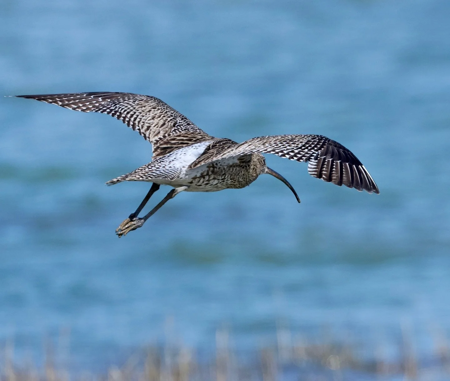 Happy World Curlew Day. Why should we care about curlews? Because...
.
the curlew is an indicator species, a bioindicator, that is a species whose presence, absence, or population health reflects specific environmental conditions or pollution levels.