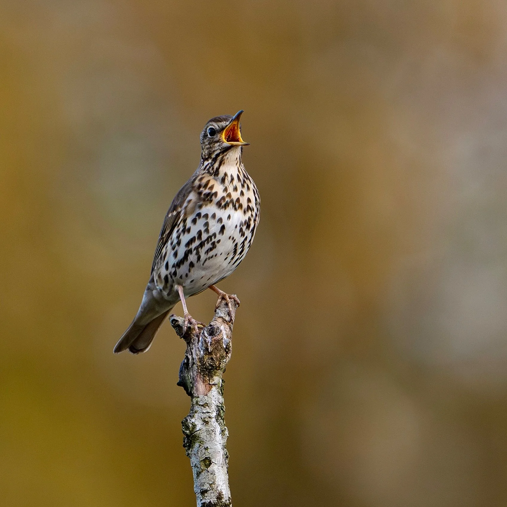 Sing it &hellip;!
.
.
600mm 1/800s f/6.3 ISO640
.
.
#songthrush #songbird #singit