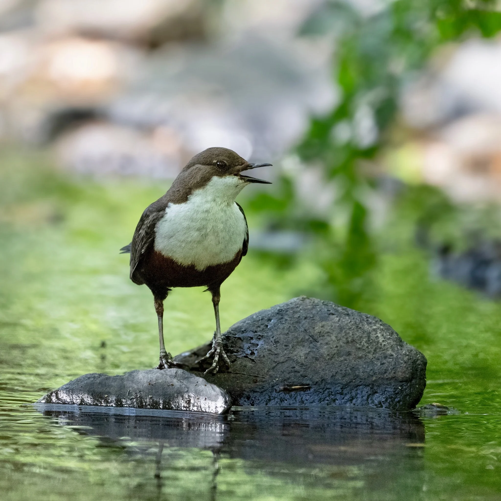 So &hellip;my first ever dipper encounter, it was a joy. Light wasn&rsquo;t perfect but the moment was&hellip;
.
.
#dipper #songbird #cincluscinclus #wales