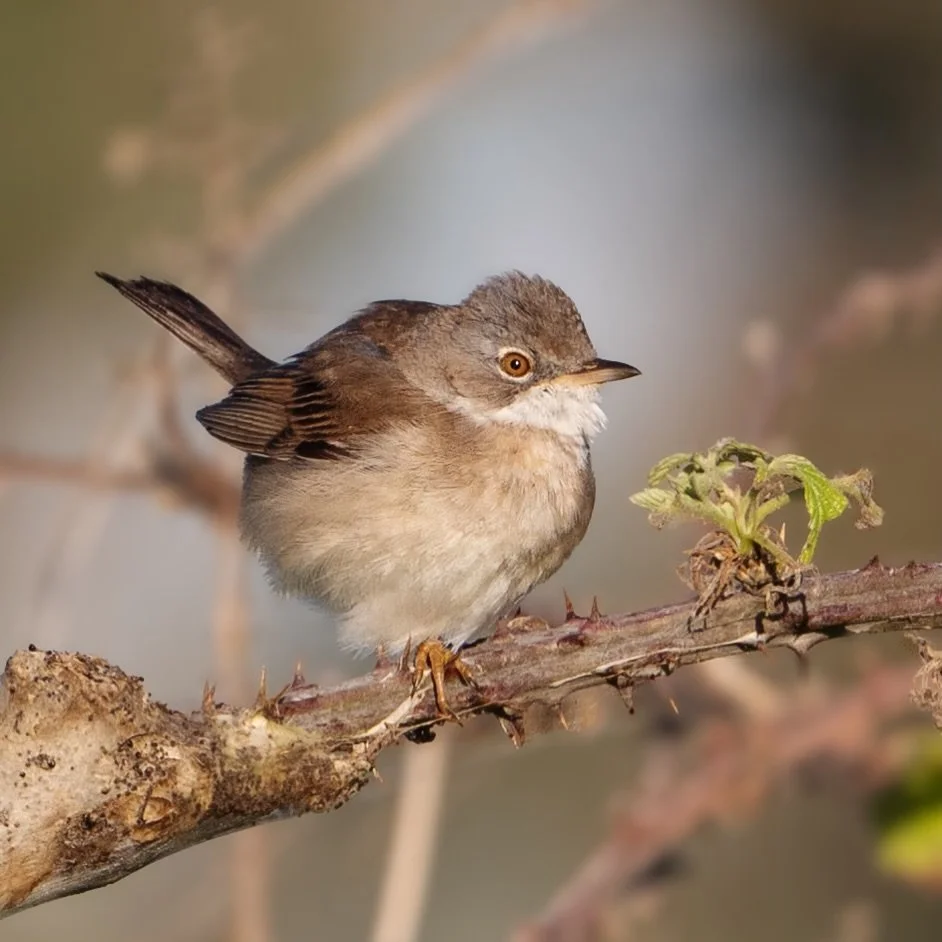 Lovely to see so many whitethroats on my breeding bird survey this morning. What a pretty little bird&hellip;
.
.
600mm 1/800s f/6.3 ISO640
.
.
#whitethroat #songbird #rspb