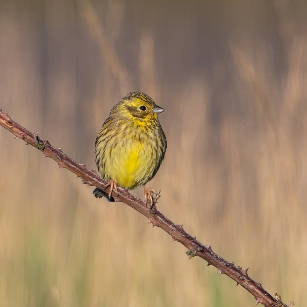 A little ray of sunshine&hellip;
.
.
600mm 1/800s f/6.3 ISO900
.
.
#yellowhammer #songbird #nikonphotographer