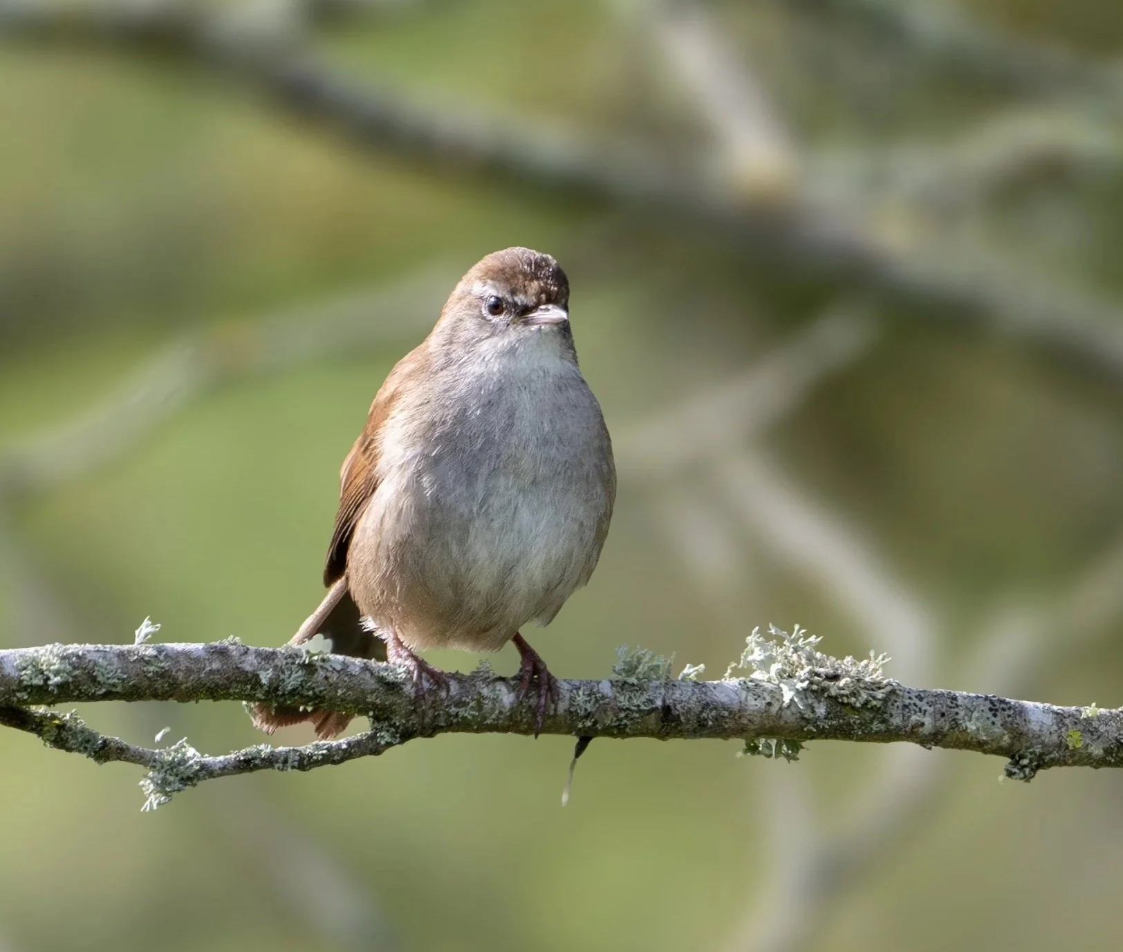 Cetti's warbler on a branch