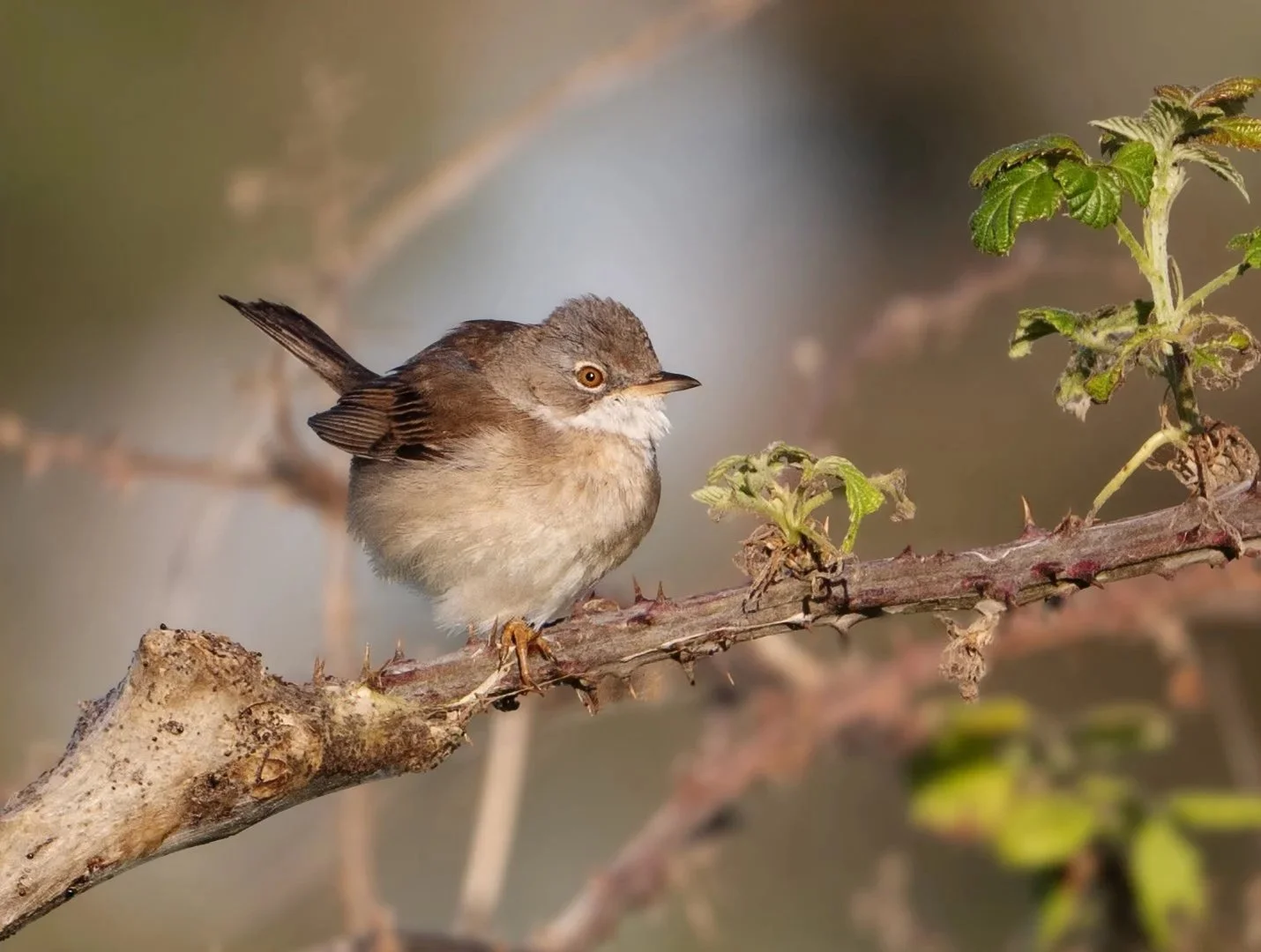 Whitethroat sitting on a bramble
