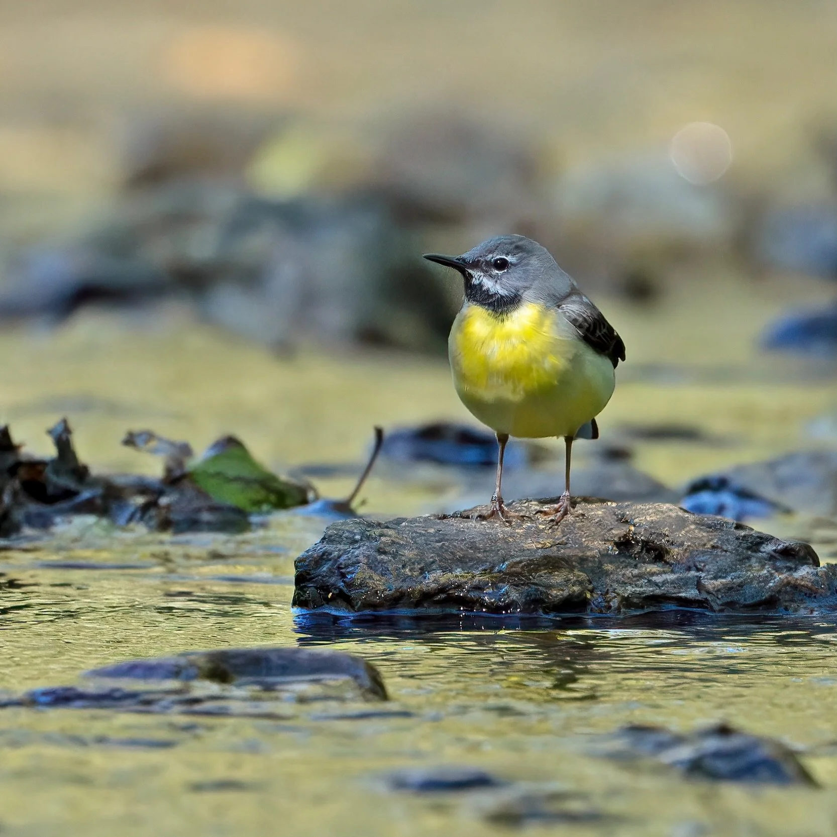 Just chillin&rsquo;&hellip;
.
.
600mm 1/800s f/6.3 ISO1000
.
.
#greywagtail #wagtails #riverbirds #nikonz9