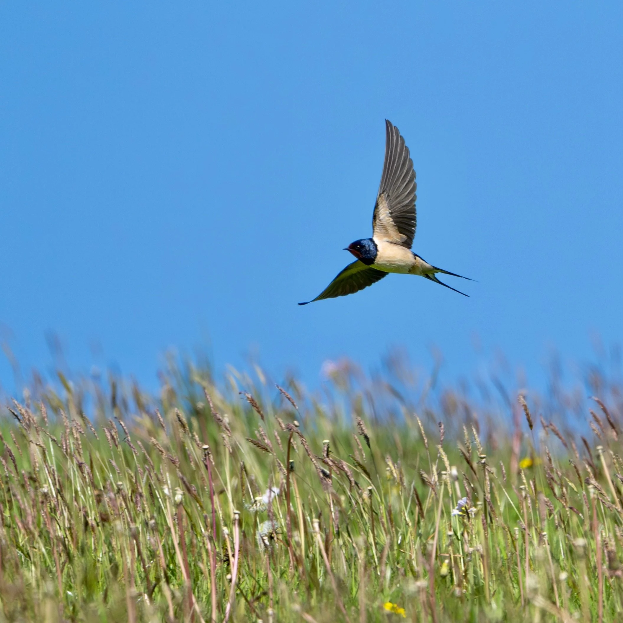 It&rsquo;s such fun trying to capture these beautiful birds in flight, when they&rsquo;re feeding on the wing. 
.
I won&rsquo;t tell you how many shots I took or how many I deleted but if you&rsquo;ve tried photographing swallows yourself you can pro