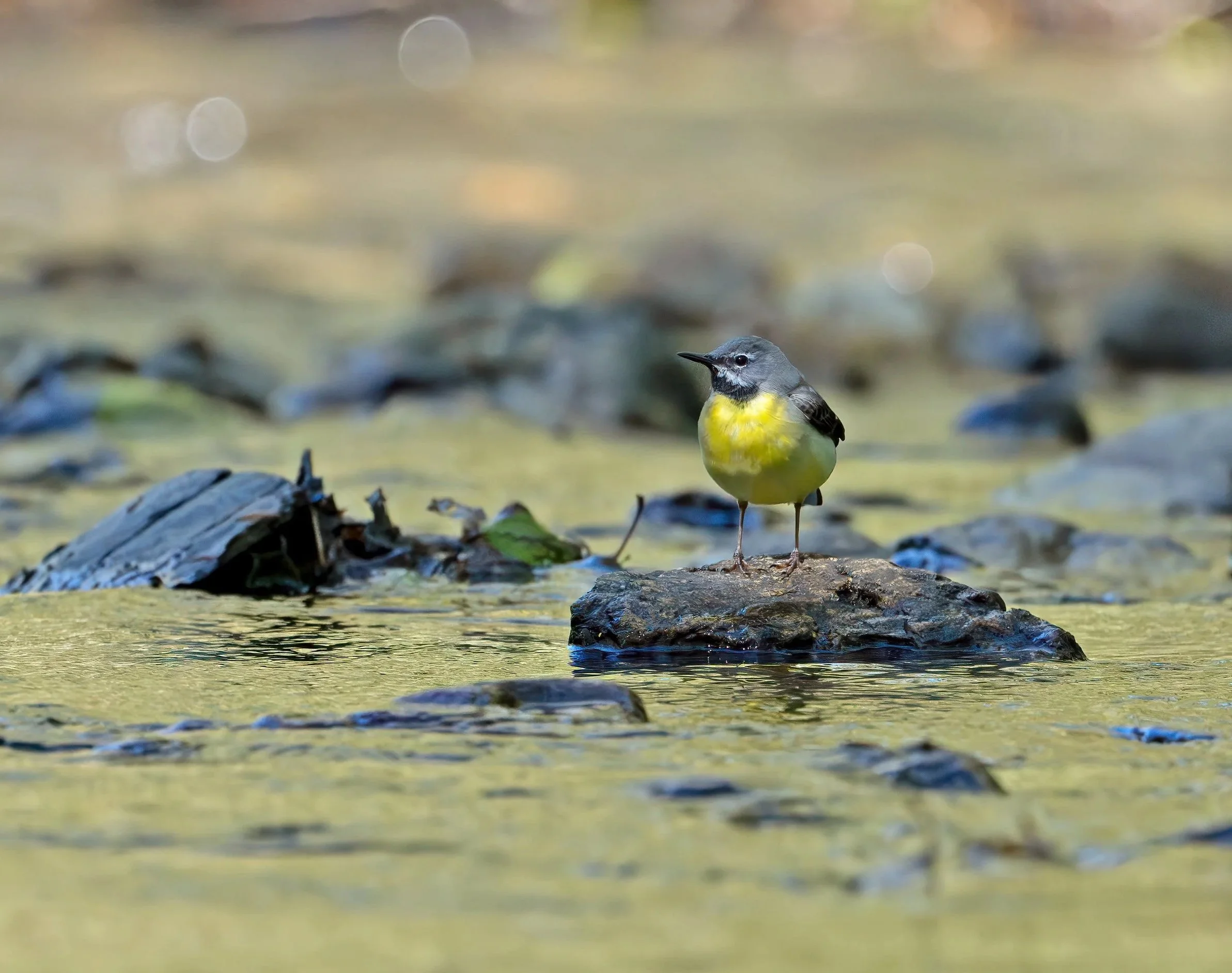 Grey wagtail standing on a rock