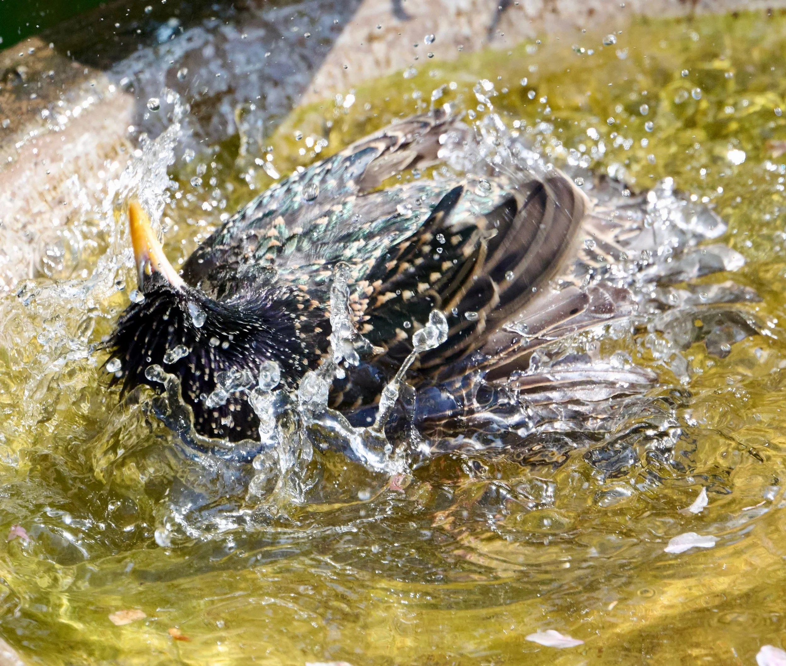 On a hot day all you need is a dip in the pool&hellip;
.
.
600mm 1/1600s f/8 ISO900
.
.
#starling #sunnyday #hotday #heatwave