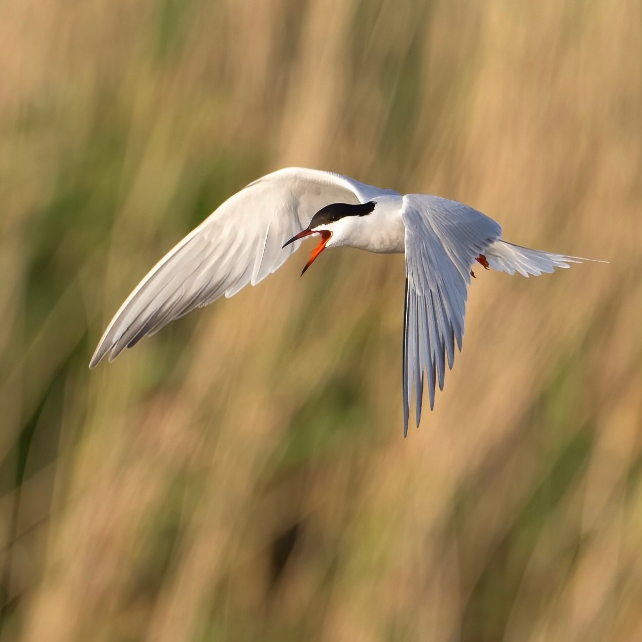 Love watching terns, such aerial athletes&hellip;
.
.
600mm 1/1600s f/8 ISO720
.
.
#commontern #terns #birdsinflight #sternahirundo