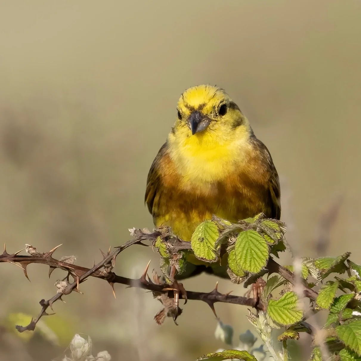Hammer time&hellip;
.
.
600mm 1/1800s f/6.3 ISO640
.
.
#yellowhammer #songbird #hammertime #rspb_love_nature