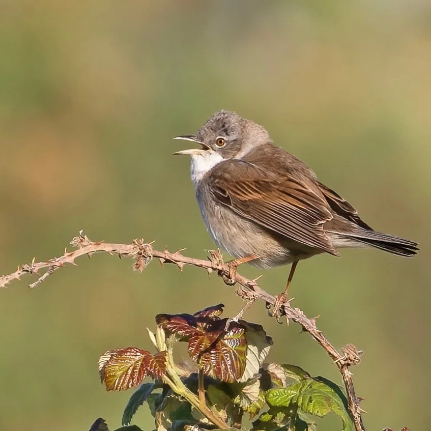 When you&rsquo;ve just trodden on something sharp&hellip;
.
.
600mm 1/1000s f/6.3 ISO640
.
.
#whitethroat #songbird #warbler #sylvia