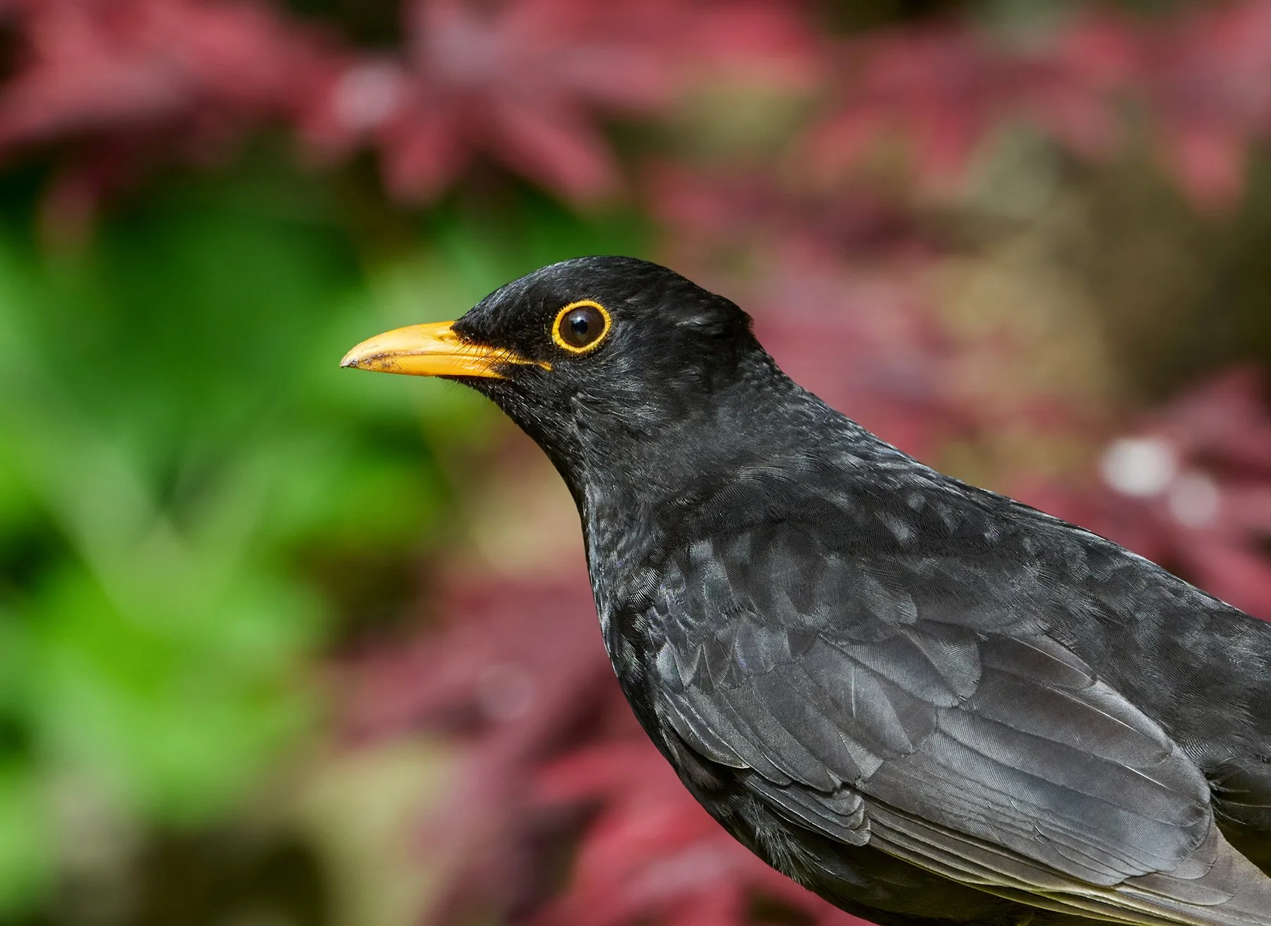 Blackbird portrait