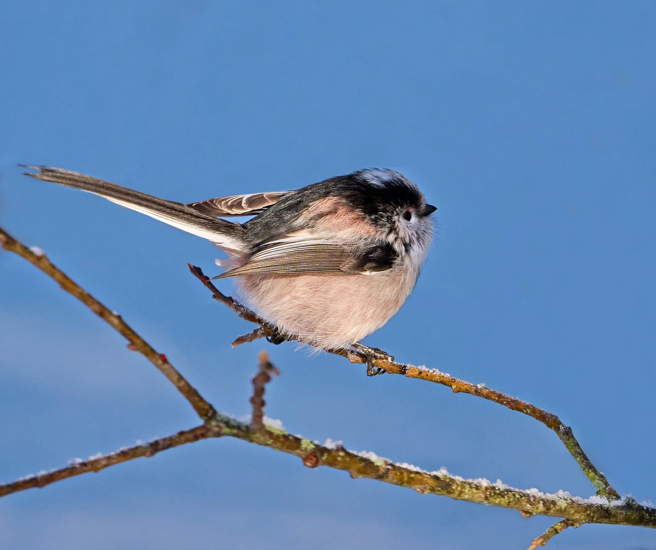 LTT_003Ws.jpg