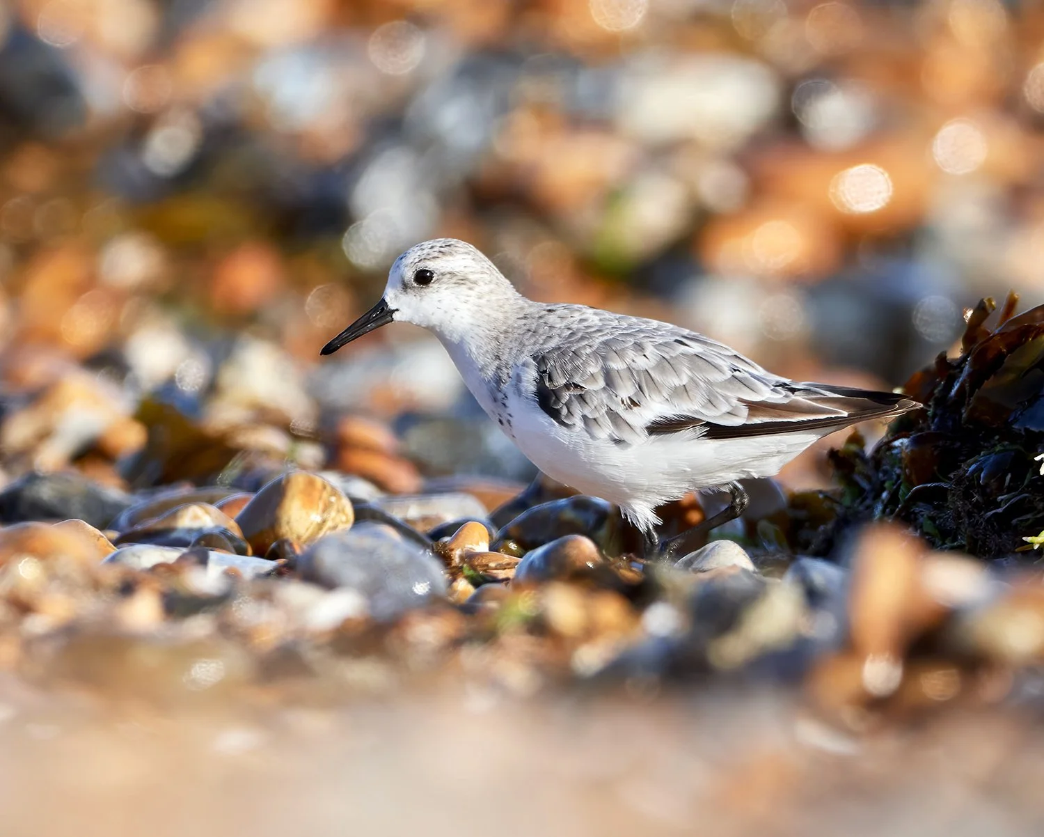 Sanderling on the beach