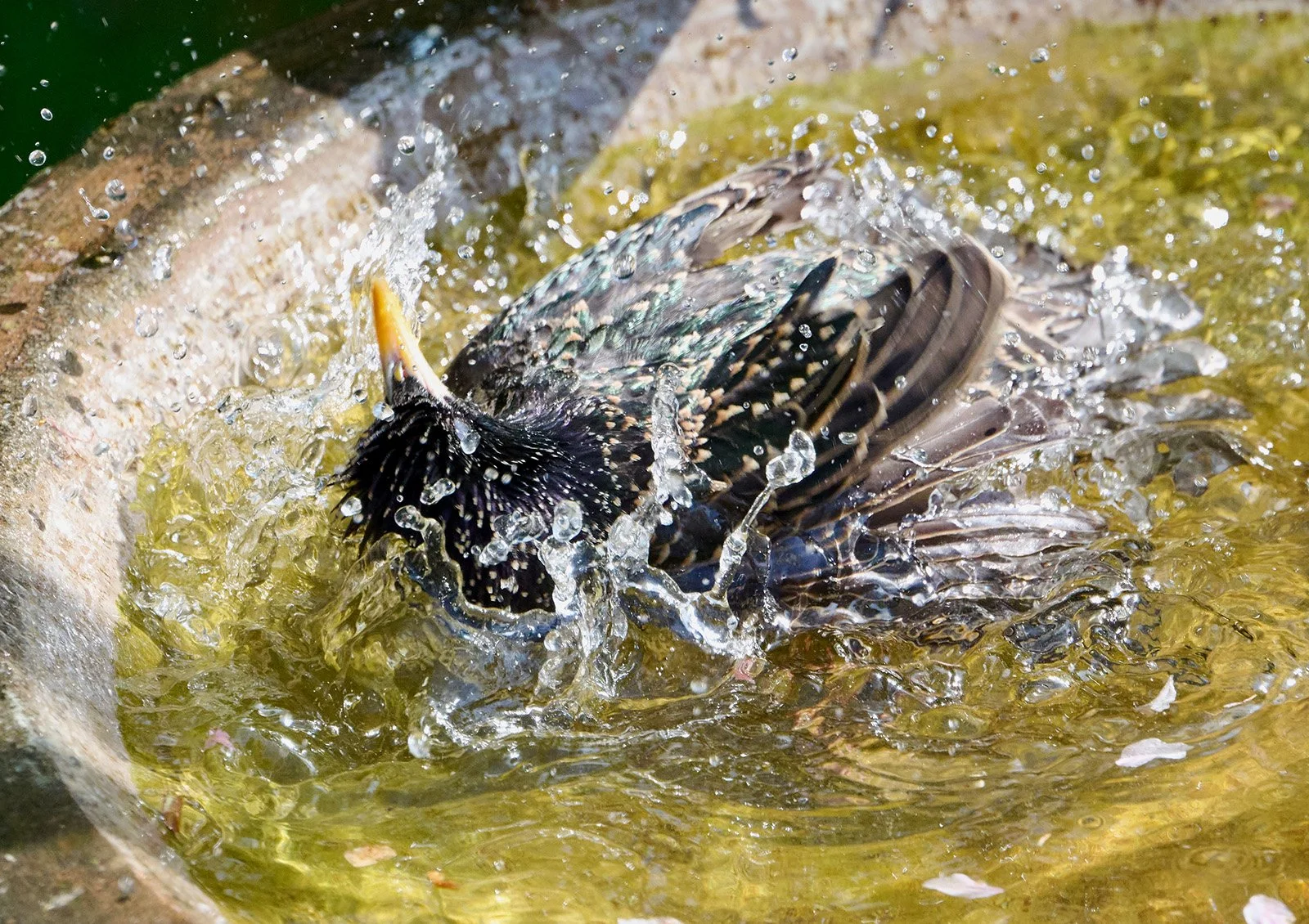 Starling having a bath