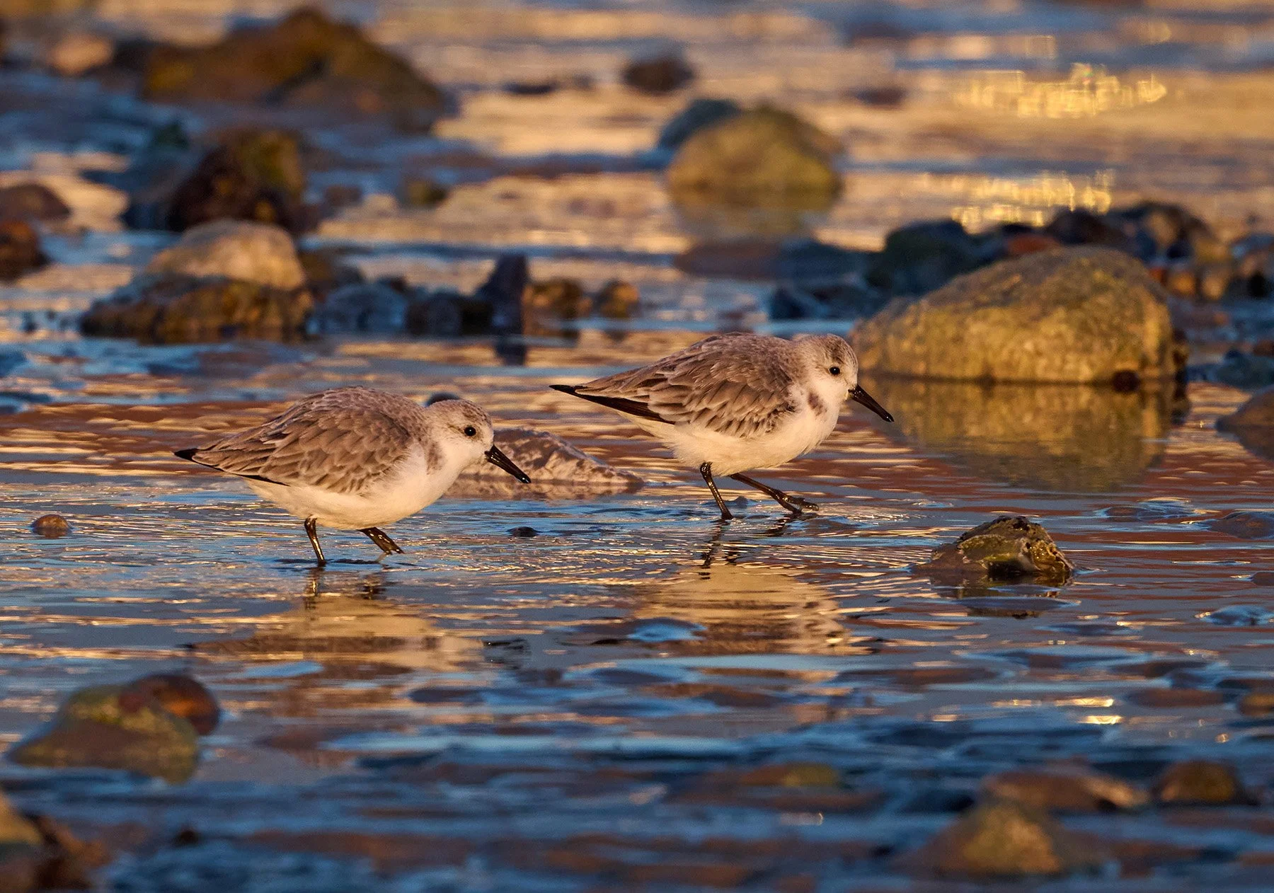 Sanderlings in the shallows on the beach
