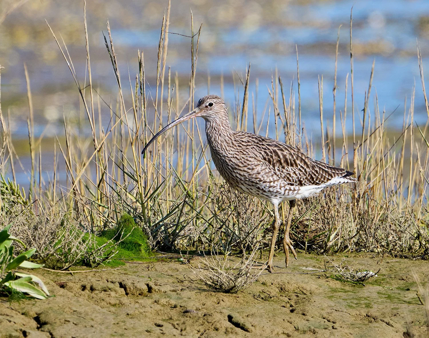 Curlew_010_B.jpg