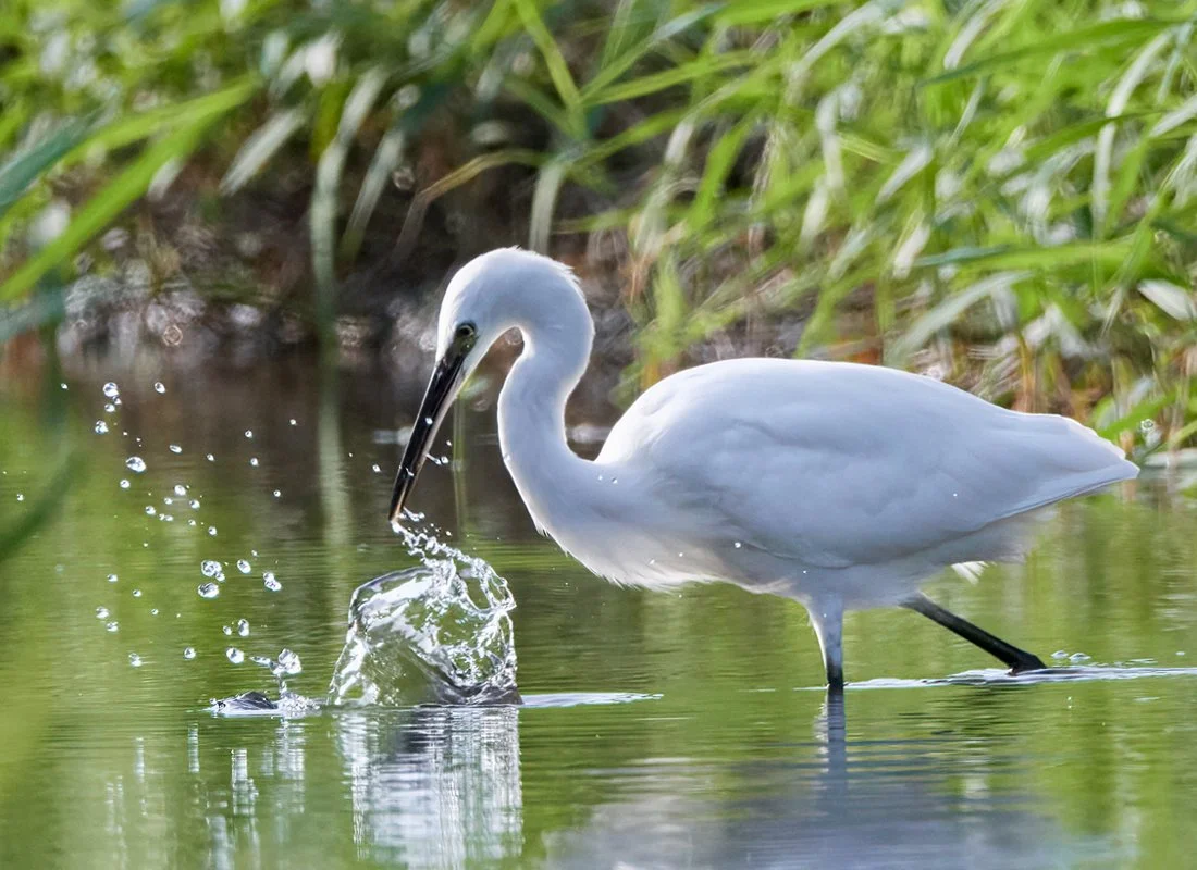 Little egret