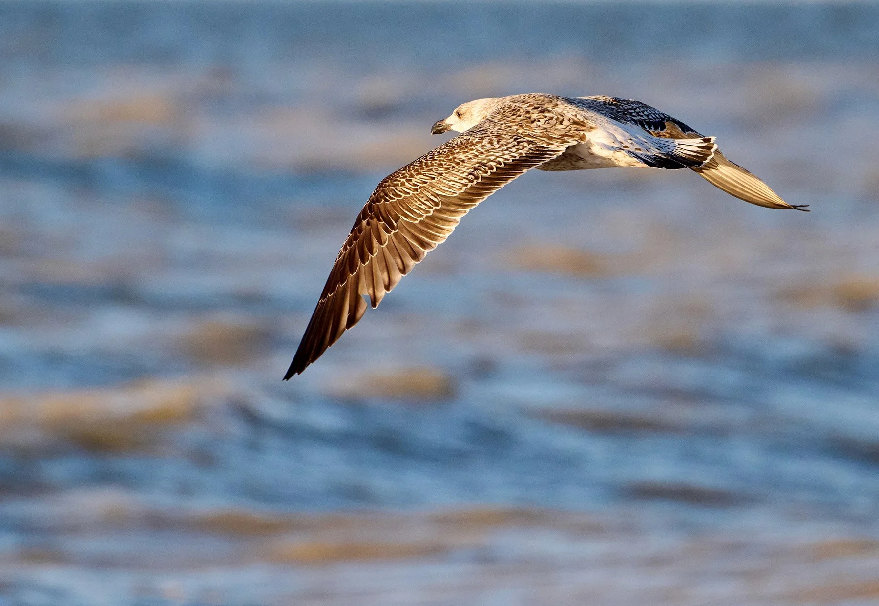 Great_black backed gull_01.jpg