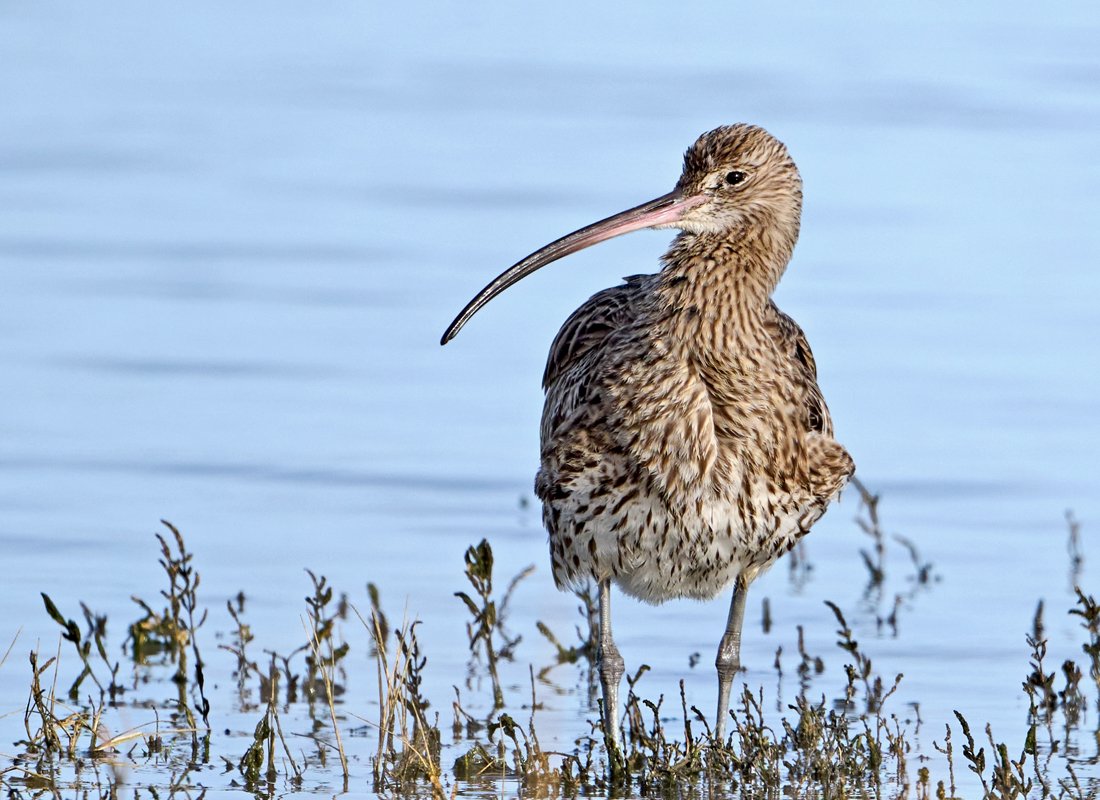Curlew