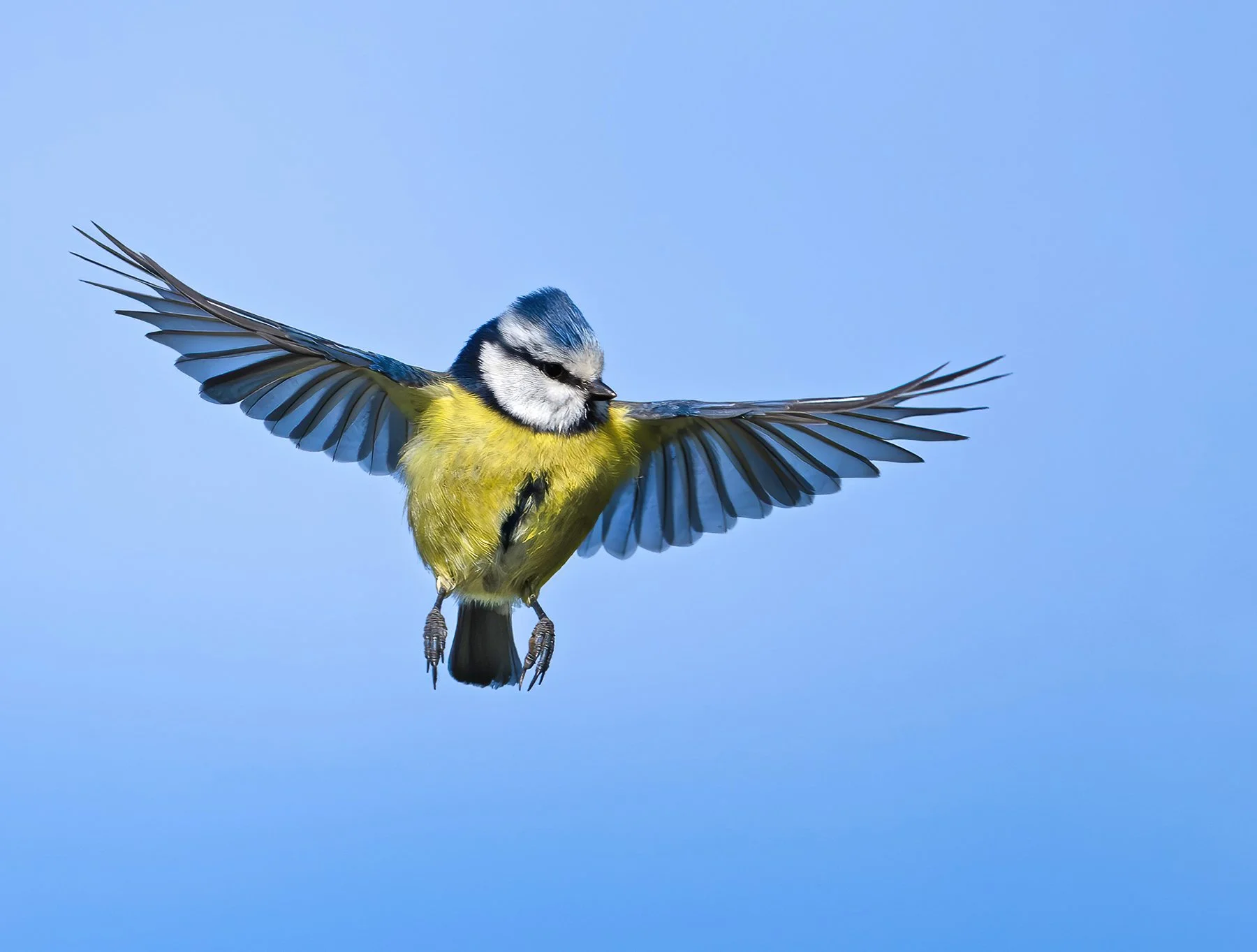 Blue tit in flight
