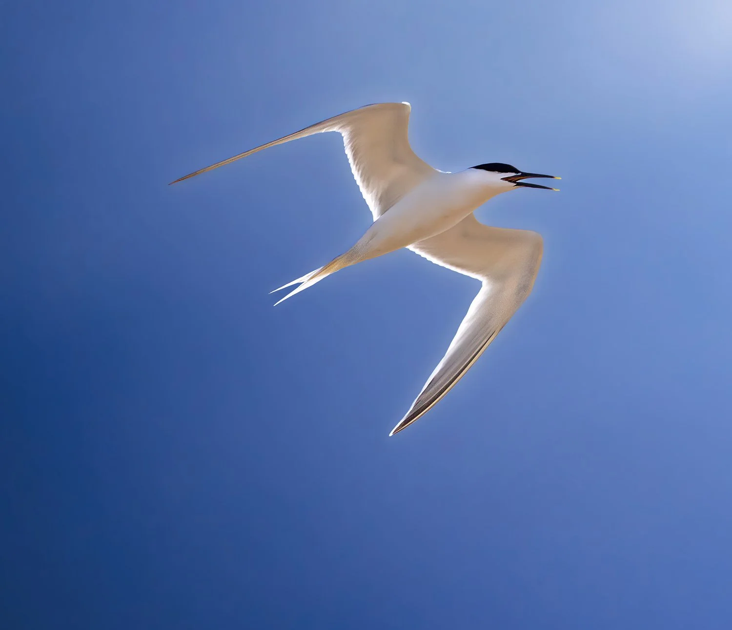 Common tern