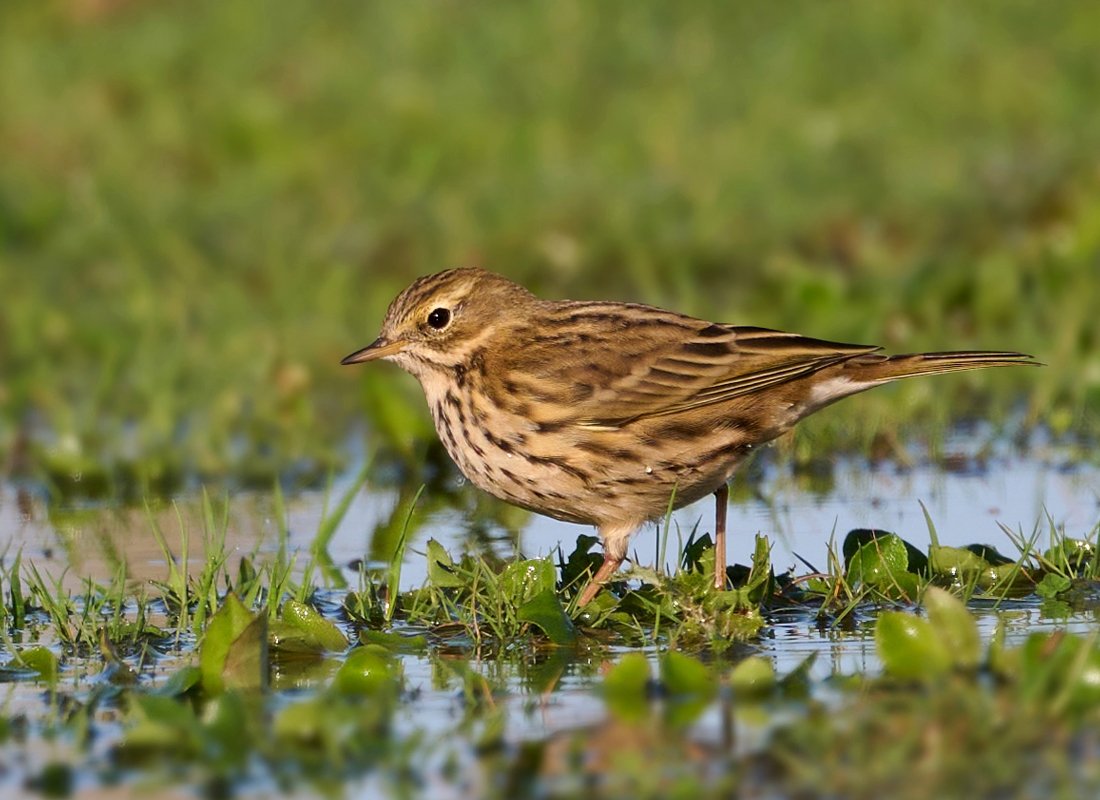 Meadow_pipit_PF.jpg