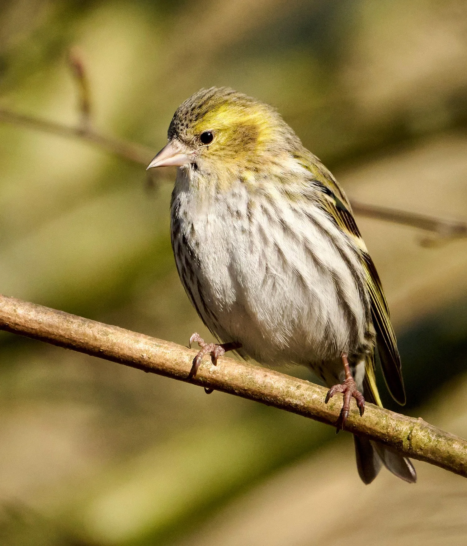 female siskin on a branch at Warnham Nature Reserve