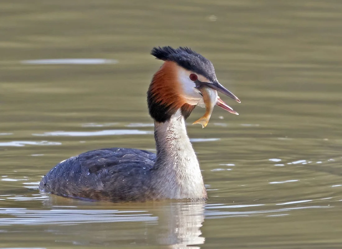 Great crested grebe
