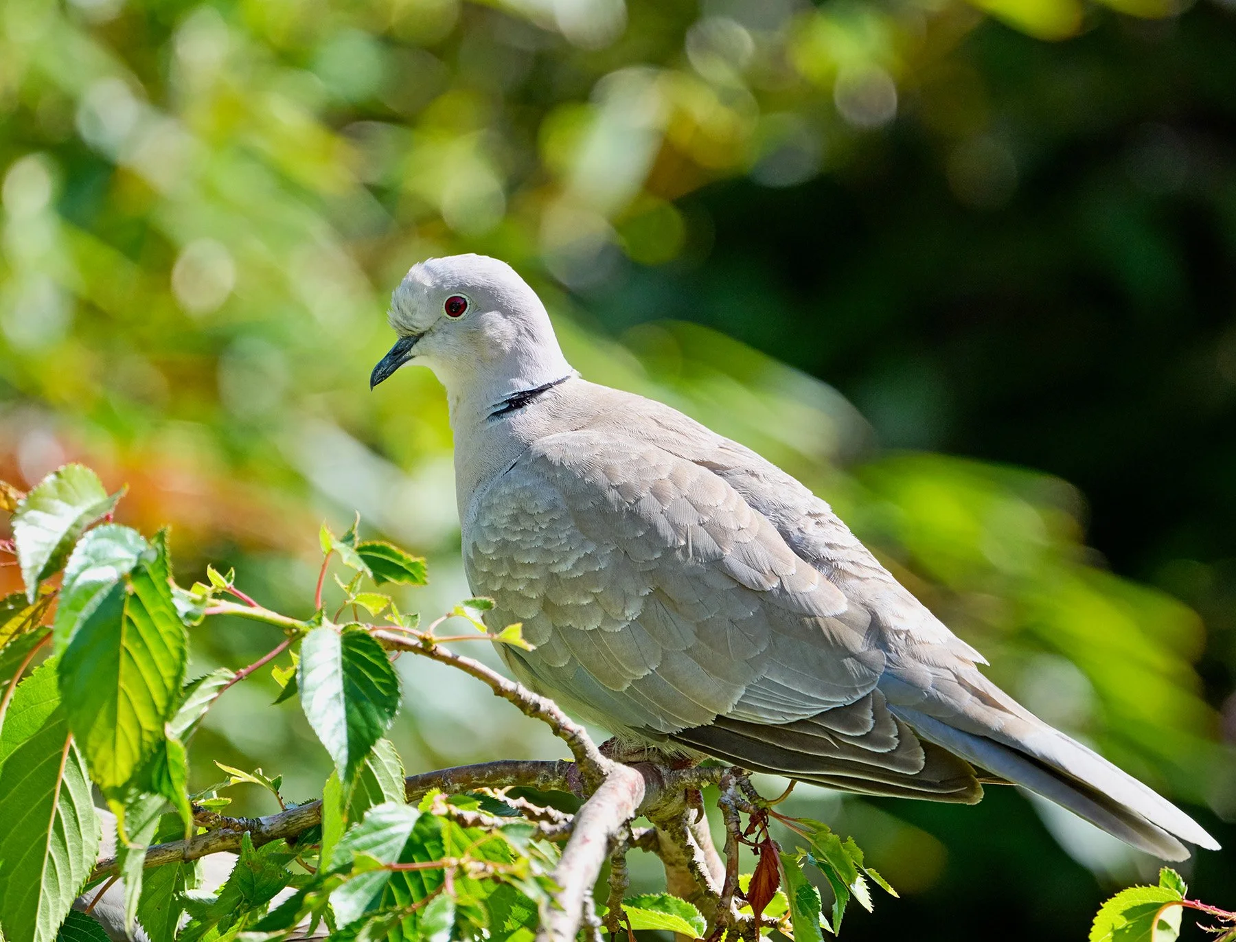 Collared dove