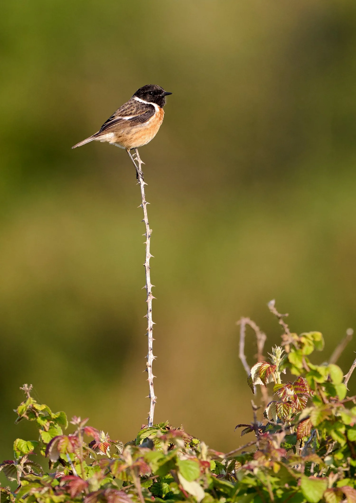Stonechat_TP_2A.jpg